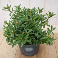 Bloombux Rhododendron Micranthum 25 cm roze bloem Warentuin Natuurlijk - Warentuin natuurlijk - thumbnail