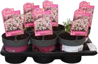 Rosa 'Cutie Pie' (Roos) 30cm - thumbnail