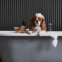 WildWash Hondenshampoo Senior Dog - thumbnail
