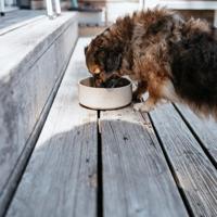 Voerbak voor honden Hunter OSBY Oranje Keramisch 1,1 L - thumbnail