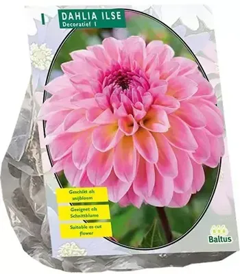 Bloembollen Dahlia Decoratief Ilse 1 stuk Baltus - Baltus