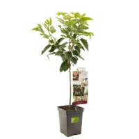Prunus avium Sunburst Zoete kers laagstam fruitplant Fruithof - Fruithof - thumbnail