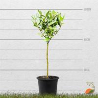 Laurier op stam - Laurus Nobilis - stamhoogte 50-80 cm - thumbnail