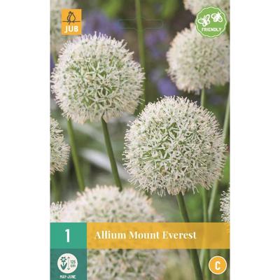 Allium Mount Everest JUB 1 bol - Jub