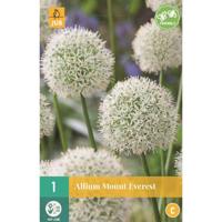 Allium Mount Everest JUB 1 bol - Jub - thumbnail