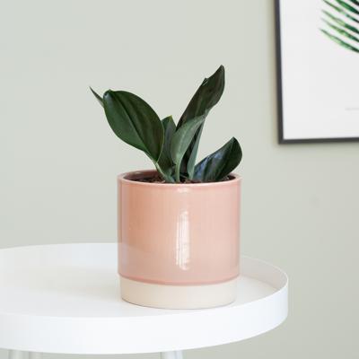 Scindapsus Treubii Dark - P12 Scindapsus Treubii Dark - P12