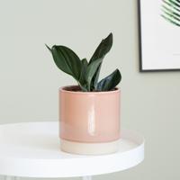 Scindapsus Treubii Dark - P12 - thumbnail