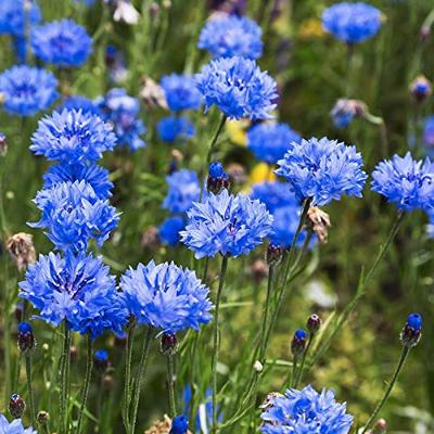 Dubbelbloemig blauw bloemzaden - Korenbloem Blue Boy