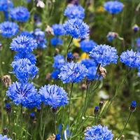 Centaurea Cyanus zaden Korenbloem Blue Boy - thumbnail