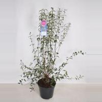 Dwergering (syringa persica "Alba") - 70-100 - 1 stuks - thumbnail