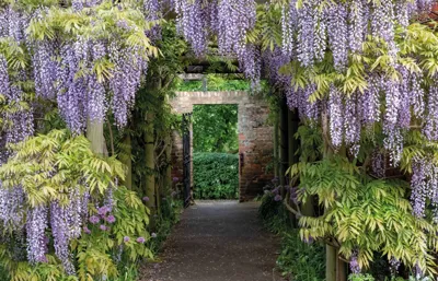 Alexsar Art Tuindoek wisteria 140x90cm