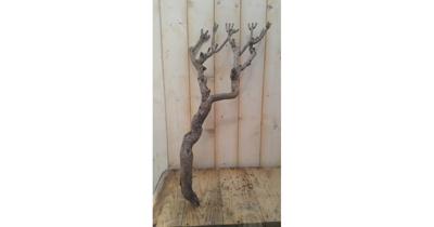 Decoratie tak klein 20 tot 30 cm Warentuin Natuurlijk - Warentuin natuurlijk Decoratie tak klein 20 tot 30 cm Warentuin Natuurlijk - Warentuin natuurlijk