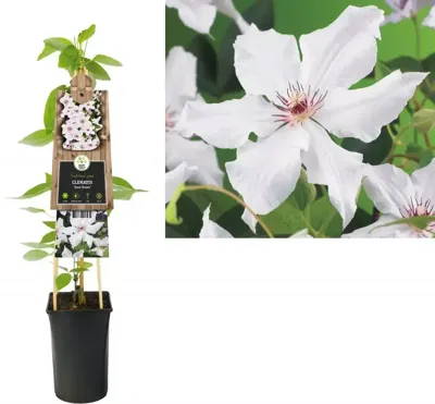 Klimplant Clematis Snow Queen - Witte Bosrank