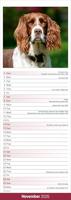 English Springer Spaniel Slim Calendar 2026 Dog Breed Slimline Calendar - 12 Month - thumbnail