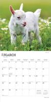 Baby Geitjes Kalender 2026 - thumbnail