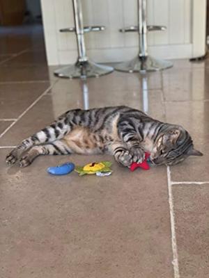 Yeowww! Sun Moon and Stars