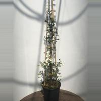 Magnolia struik Dianica Summer Snowflake - 4 stuks - thumbnail