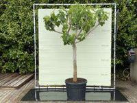 Vijgenboom - Ficus Carica - thumbnail