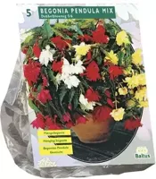 Zomer Bloembollen Begonia Pendula, Mix per 5 Baltus - Baltus - thumbnail