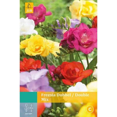 Freesia Dubbel Mix Bloembol JUB 15 bollen - Jub