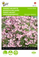 Myosotis, 'vergeet-me-nietje' Victoria Rose - thumbnail