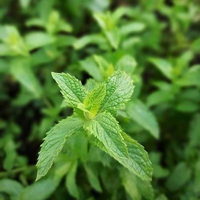 GARDENA koppeling - thumbnail