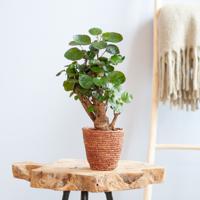 Polyscias Fabian - Aralia - P12 - thumbnail