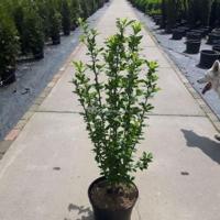 Hibiscus syriacus Red Heart - 80 - 100cm - 5 stuks - thumbnail