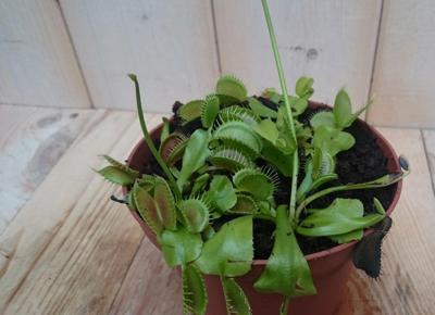 3 stuks! Vleesetende plant Venusvliegenvanger Dionaea Warentuin Natuurlijk - Warentuin natuurlijk 3 stuks! Vleesetende plant Venusvliegenvanger Dionaea Warentuin Natuurlijk - Warentuin natuurlijk