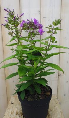 Vlambloem Phlox roze Warentuin Natuurlijk - Warentuin natuurlijk
