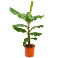 Bananenplant musa dwarf cavendish XL kamerplant - thumbnail