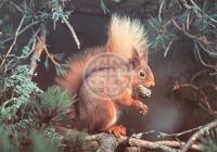 Red Alert Puzzel 1000 Stukjes - thumbnail