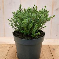 Hebe Vernicosa 30 cm groenblijvend vaste plant helderblauwe bloem Warentuin Natuurlijk - Warentuin natuurlijk - thumbnail