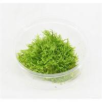 Utricularia graminifolia - 3 stuks - aquarium plant - thumbnail