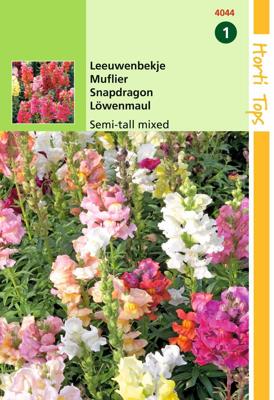 Zaden Antirrhinum Leeuwenbekje half-hoge gemengd Hortitops - Hortitops