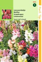Zaden Antirrhinum Leeuwenbekje half-hoge gemengd Hortitops - Hortitops - thumbnail