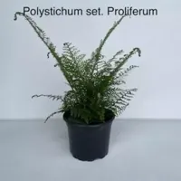 Tuinplant Naaldvaren Polystichum Proliferum - thumbnail