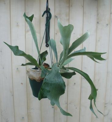 Hangplant Hertshoornvaren Platycerium Warentuin Natuurlijk - Warentuin natuurlijk