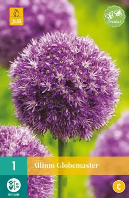 Bloembol Allium Globemaster 1st