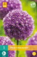 Bloembol Allium Globemaster 1st - thumbnail