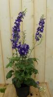 Ridderspoor Delphinium blauw Warentuin Natuurlijk - Warentuin natuurlijk - thumbnail