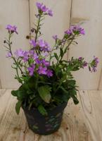 Rijstebrij roze Warentuin Natuurlijk - Warentuin natuurlijk - thumbnail