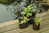 Waterplantzak vierkant 18 cm - thumbnail