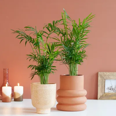 Chamaedorea Elegans Duo - P12