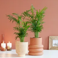 Chamaedorea Elegans Duo - P12 - thumbnail