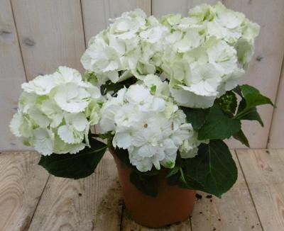 Hortensia Hyndragea Wit 30 - 40 cm 4 tot 6 bloemen Warentuin Natuurlijk - Warentuin natuurlijk