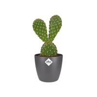 Elho brussels mini bloempot rond 7 cm antraciet - thumbnail