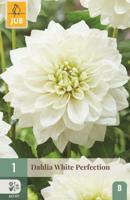 Dahlia white perfection - thumbnail