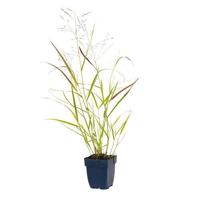 Panicum virg. Heavy Metal vaste plant Griffioen - Griffioen - thumbnail