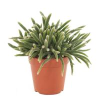 Rhipsalis Horrida (Rotskoraal) - P 17 cm - thumbnail